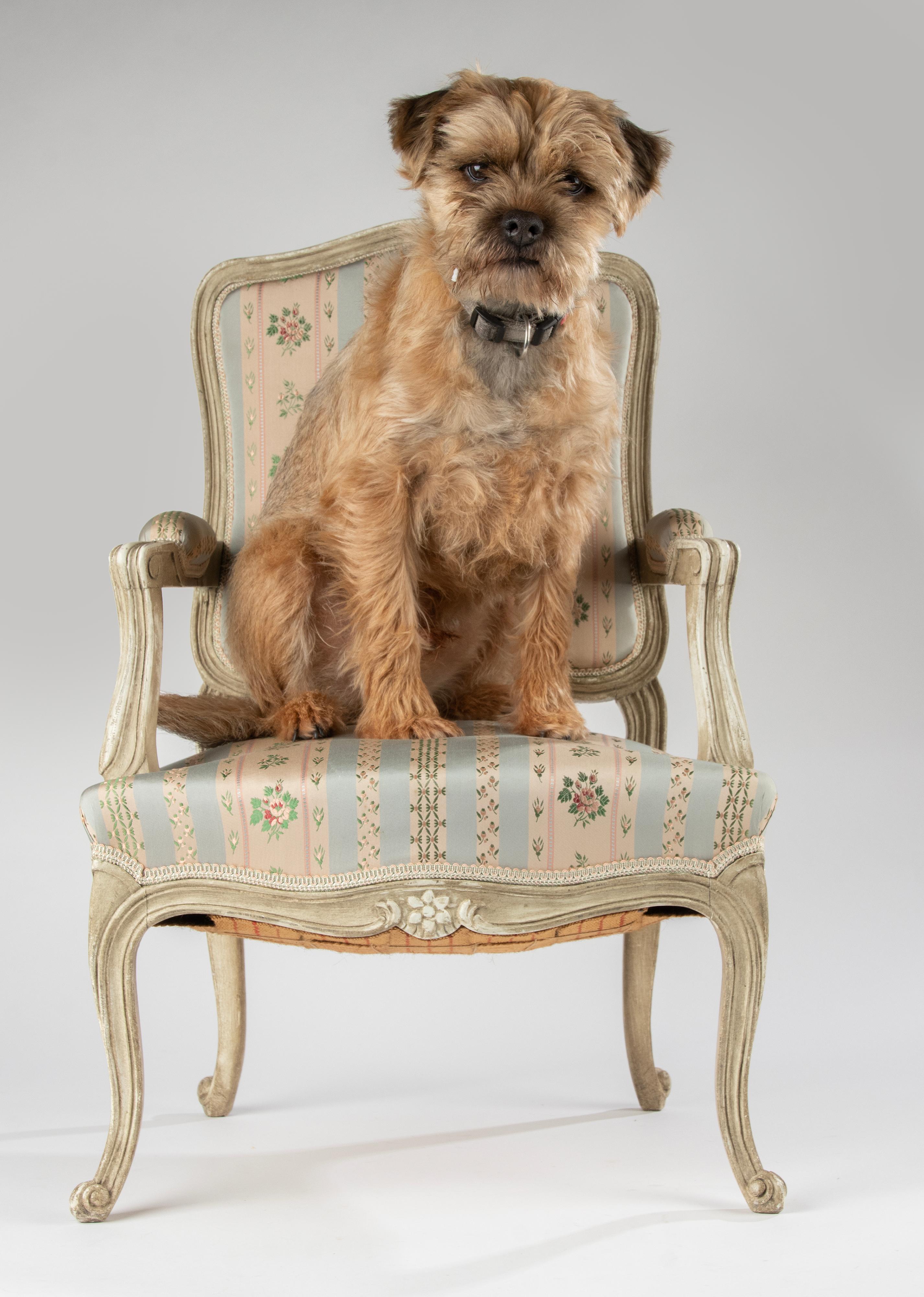 A lovely Louis XV style armchair, specially made for kids (or your small dog). This curvilinear model armchair is also called 