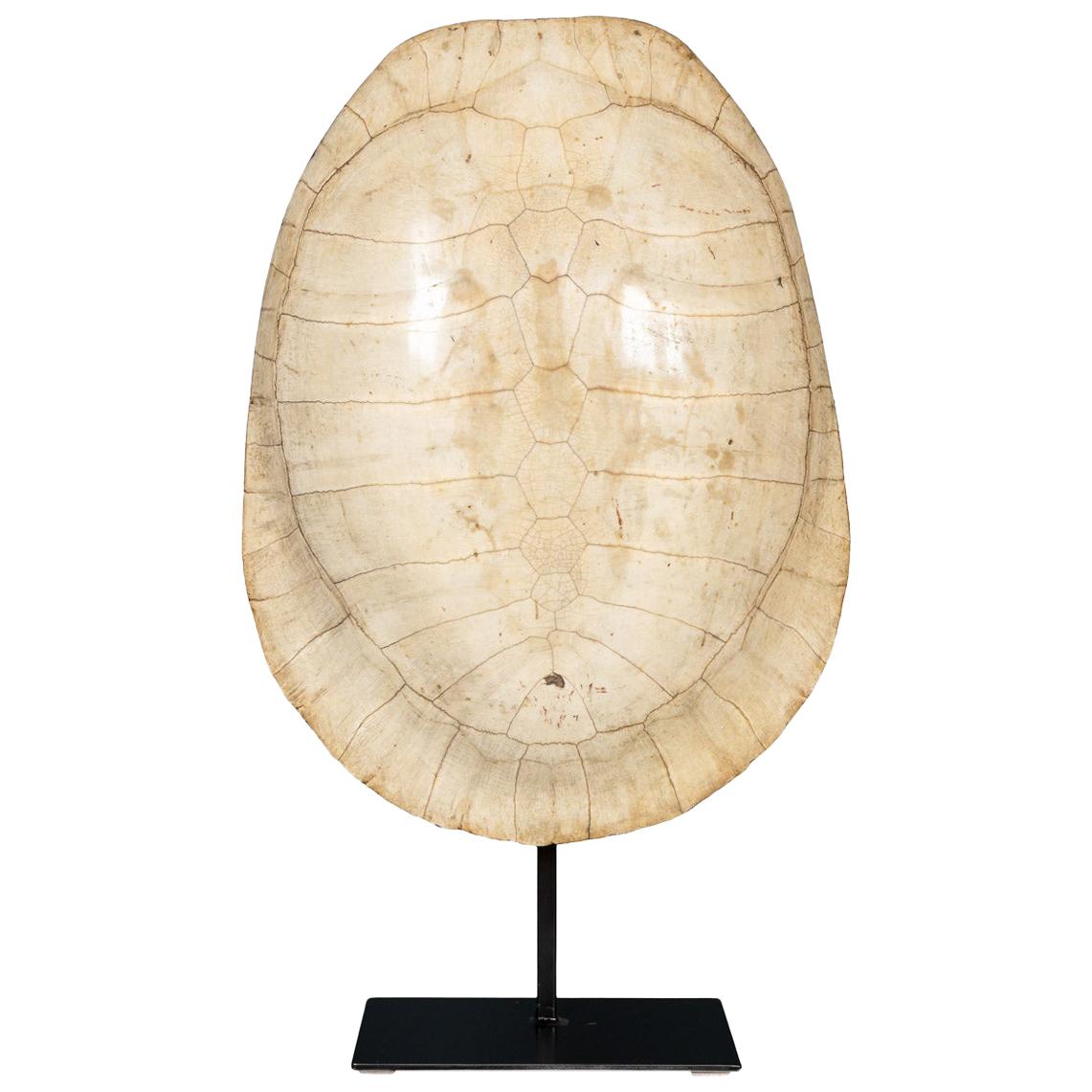 Late 19th Century "Blonde" Turtle Shell