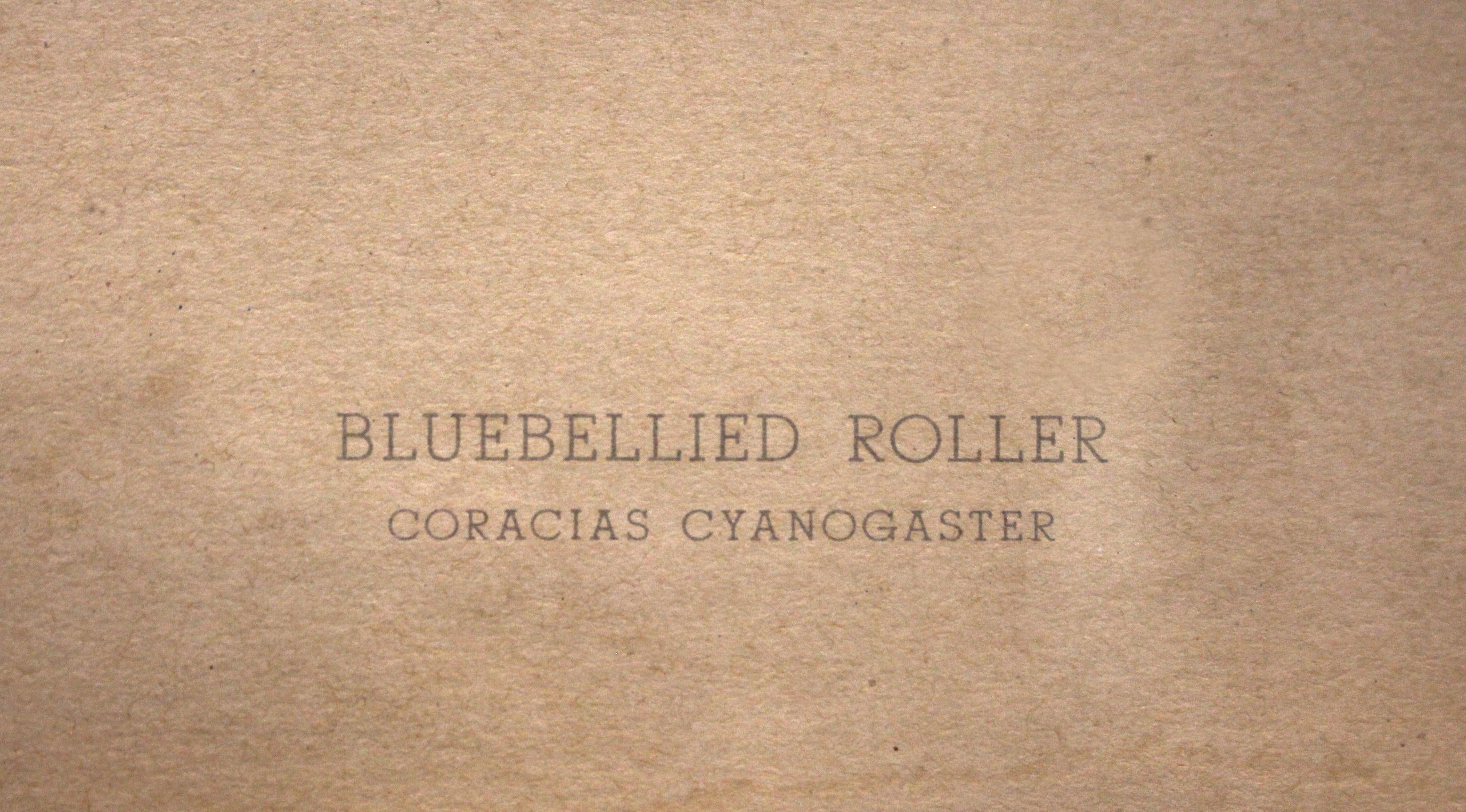 Chromolithographie „Bluebellied Roller“ von John Gerrard Keuleman aus dem späten 19. Jahrhundert (Englisch) im Angebot