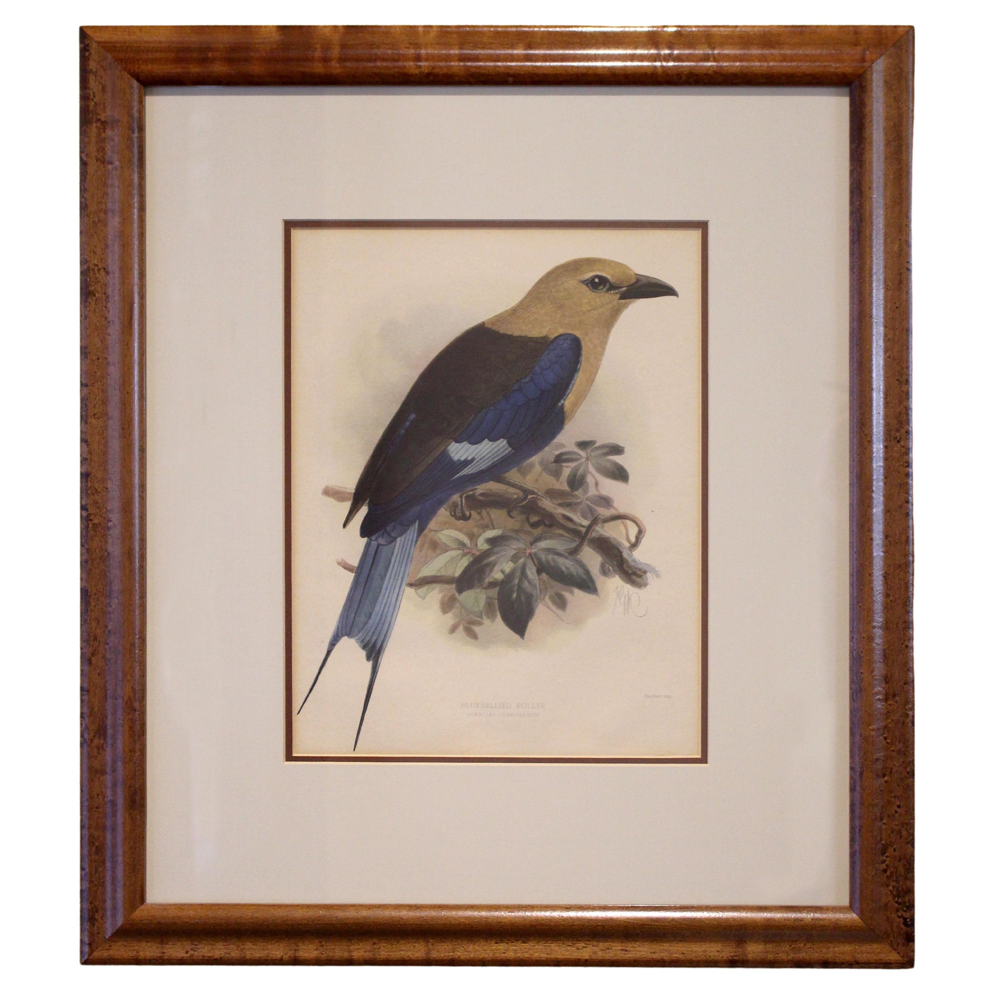 Late 19th century "Bluebellied Roller" Chromolithograph by John Gerrard Keuleman For Sale