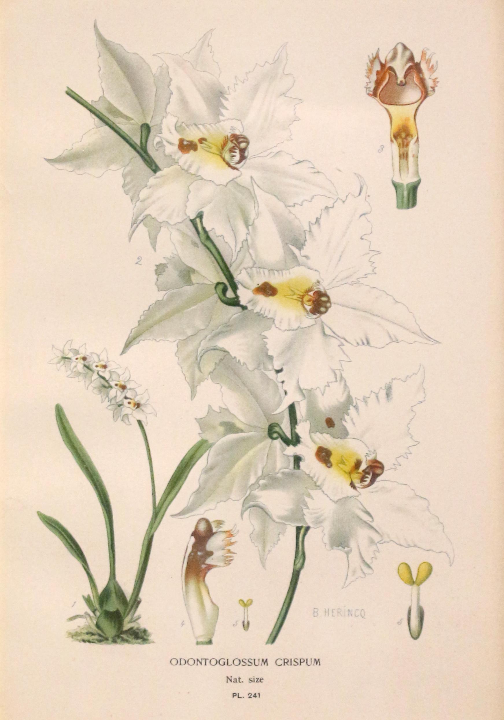 Botanische Chromolithographie aus dem späten 19. Jahrhundert in vergoldetem Rahmen, Odontoglossum Crispum. Nach einer Illustration von B. Herincq. Verso aufgeklebtes Dokument: 