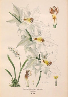 Late 19th Century Botanical Chromolithograph Print in Gilt Frame