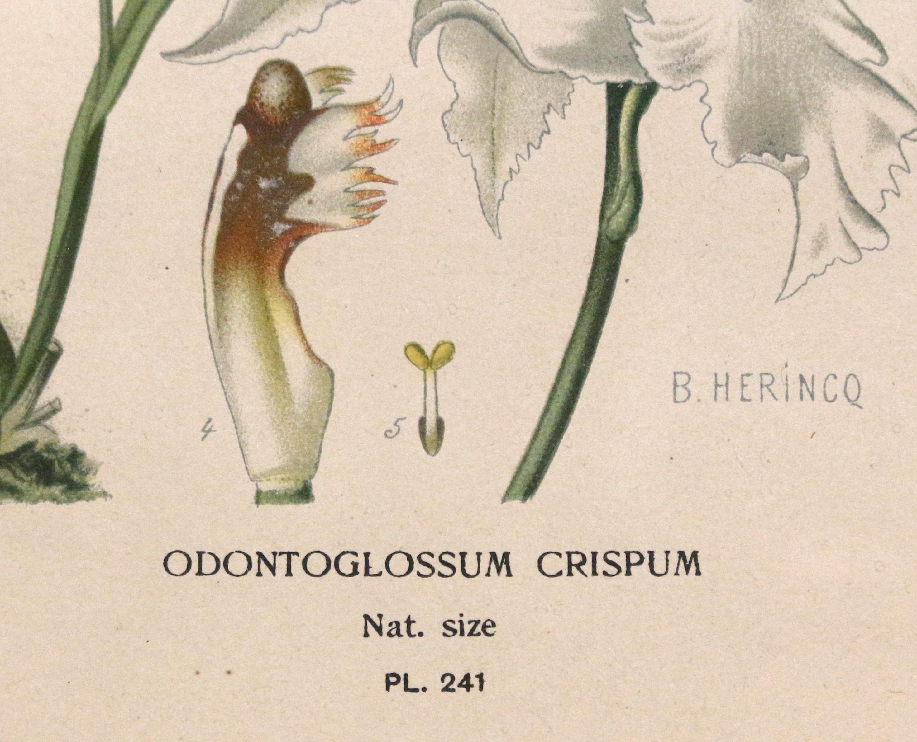 Sconosciuto Stampa cromolitografica botanica della fine del XIX secolo con cornice dorata in vendita