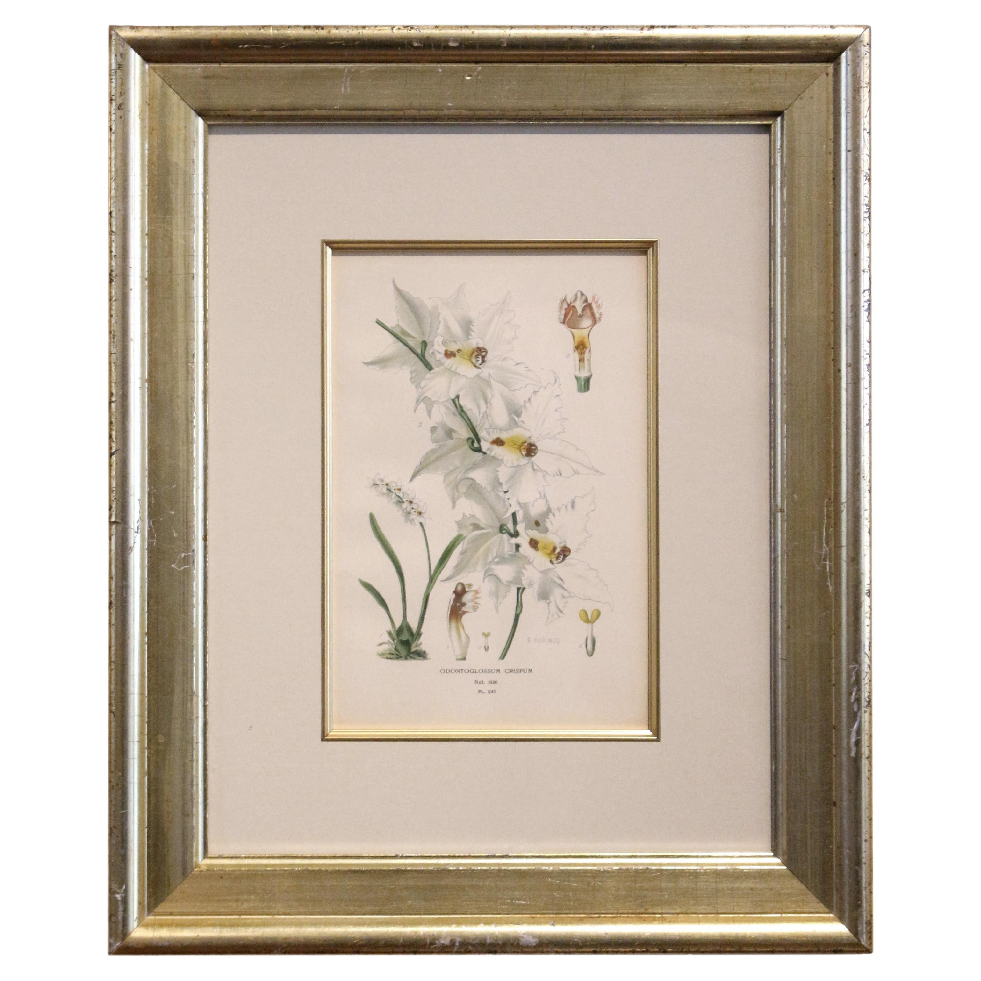 Late 19th Century Botanical Chromolithograph Print in Gilt Frame For Sale