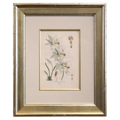 Used Late 19th Century Botanical Chromolithograph Print in Gilt Frame