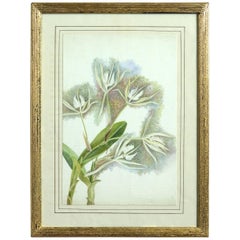 Late 19th Century Botanical Watercolor