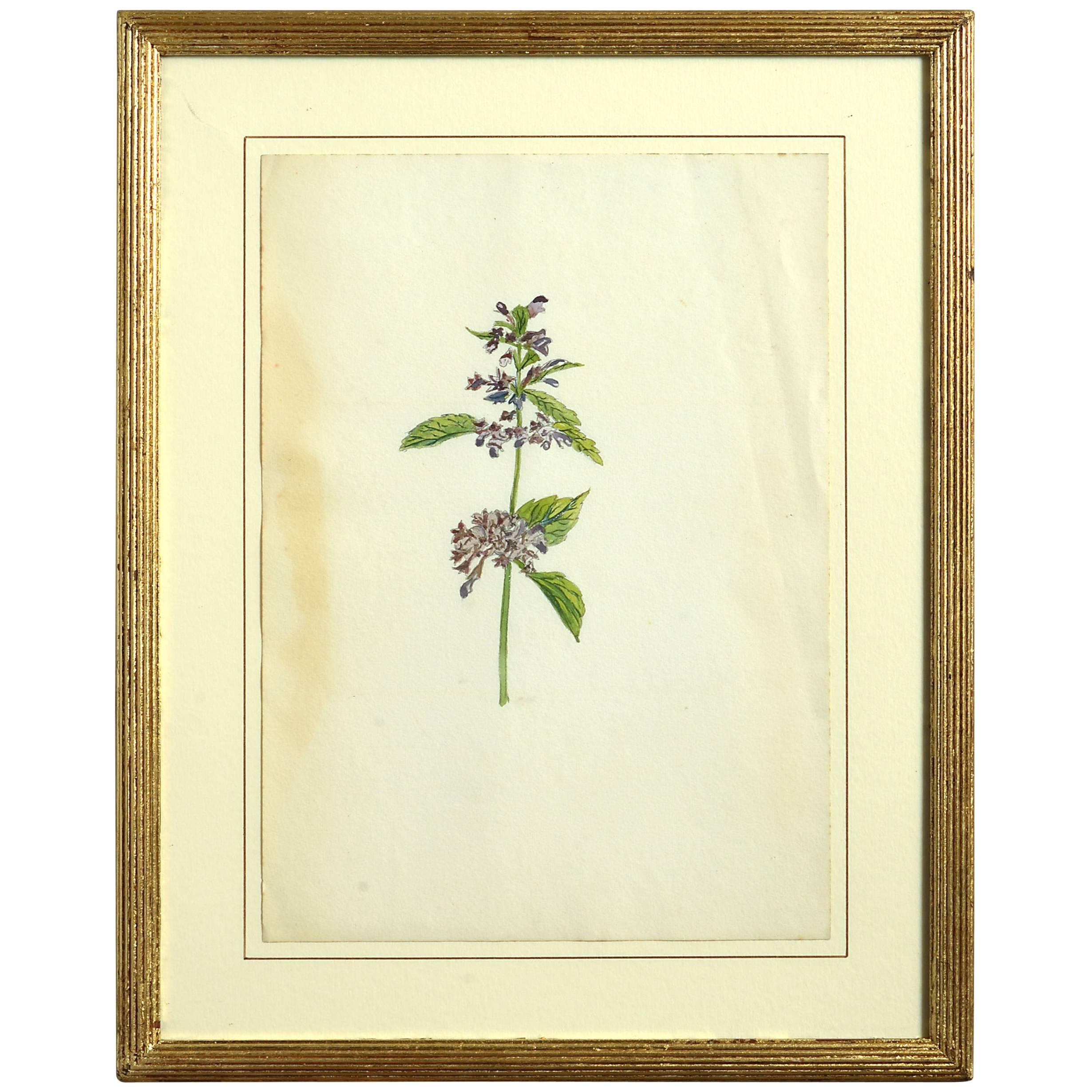 Late 19th Century Botanical Watercolor For Sale