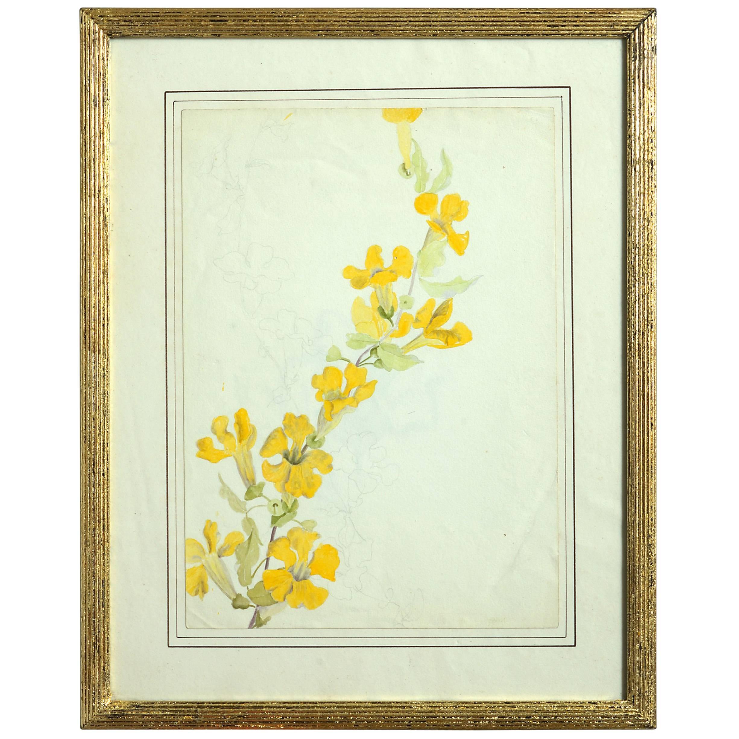 Late 19th Century Botanical Watercolor For Sale