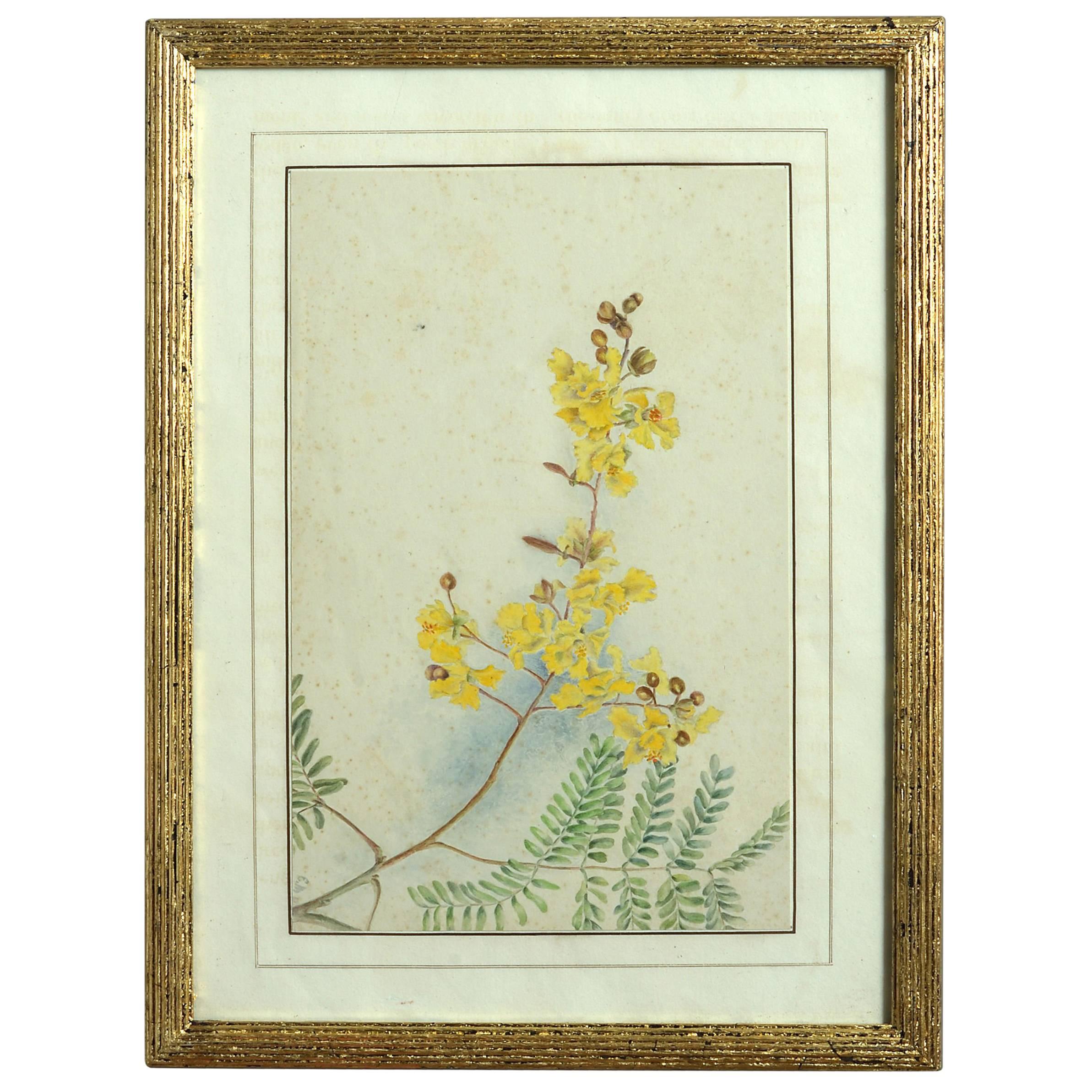 Late 19th Century Botanical Watercolor