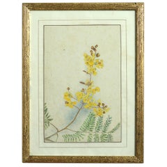 Late 19th Century Botanical Watercolor