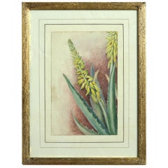 Late 19th Century Botanical Watercolor