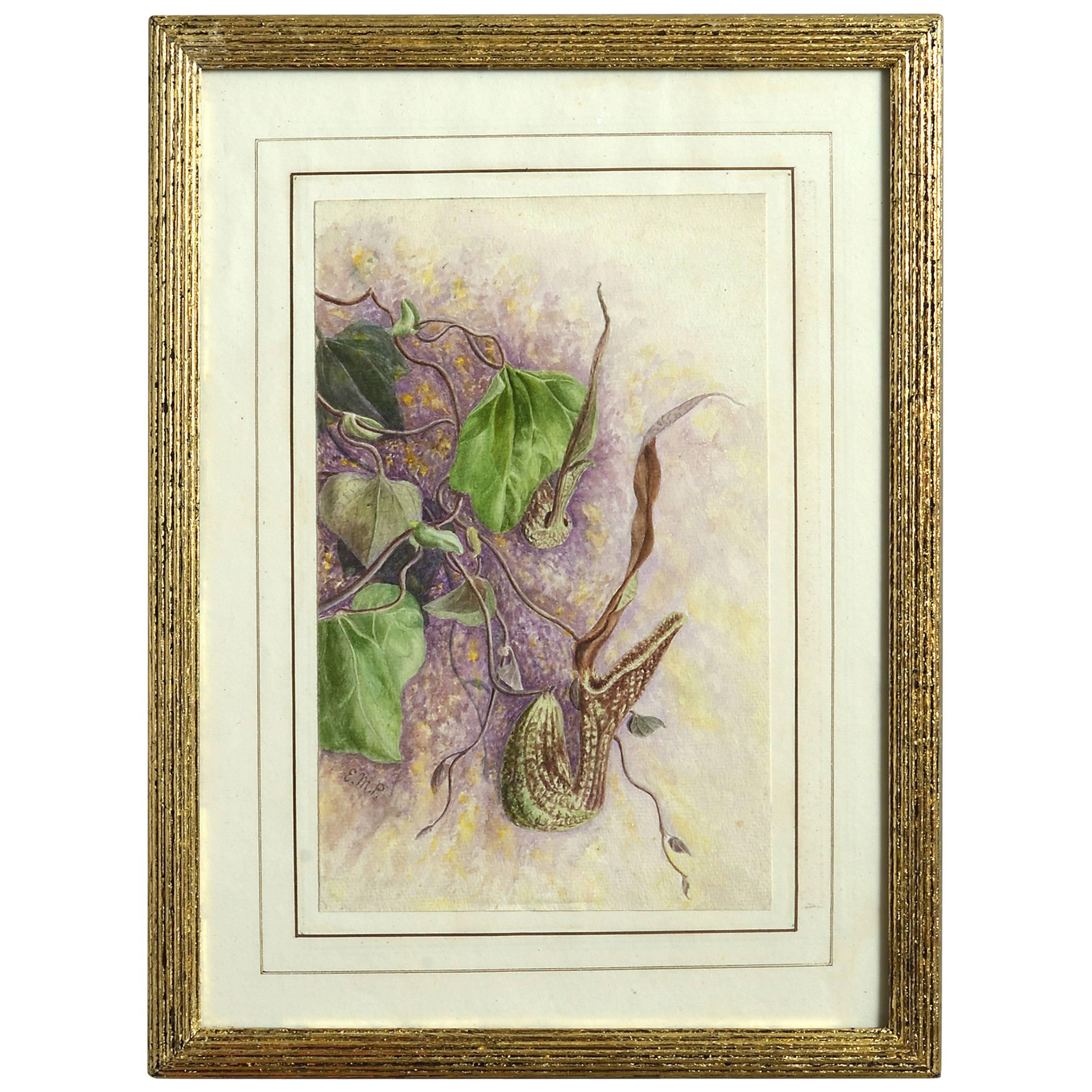 Late 19th Century Botanical Watercolor For Sale