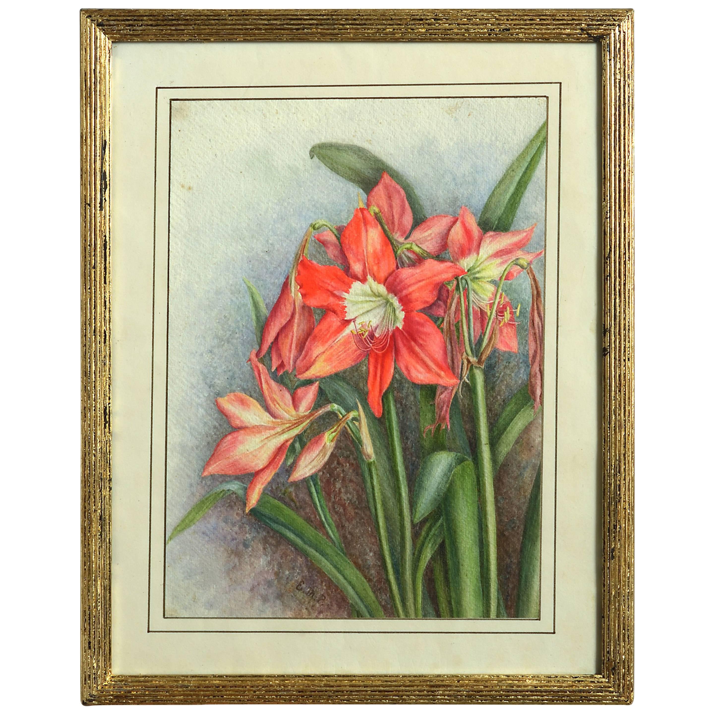 Late 19th Century Botanical Watercolor of a Red Lily For Sale