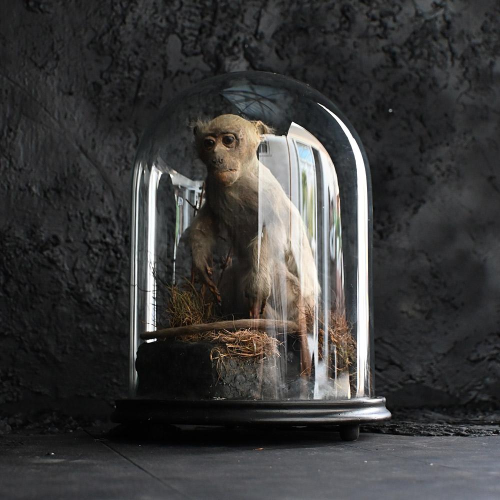 late 19th Century English taxidermy glass dome encased natural specimen. 
A mid to late 19th Century English taxidermy glass dome encased natural specimen. This example is perched on a hand-crafted natural rock scene with real grass. The original
