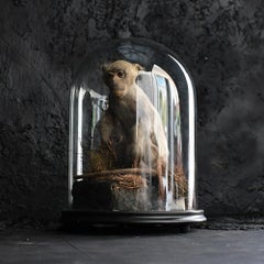 late 19th Century English taxidermy glass dome encased natural specimen.
