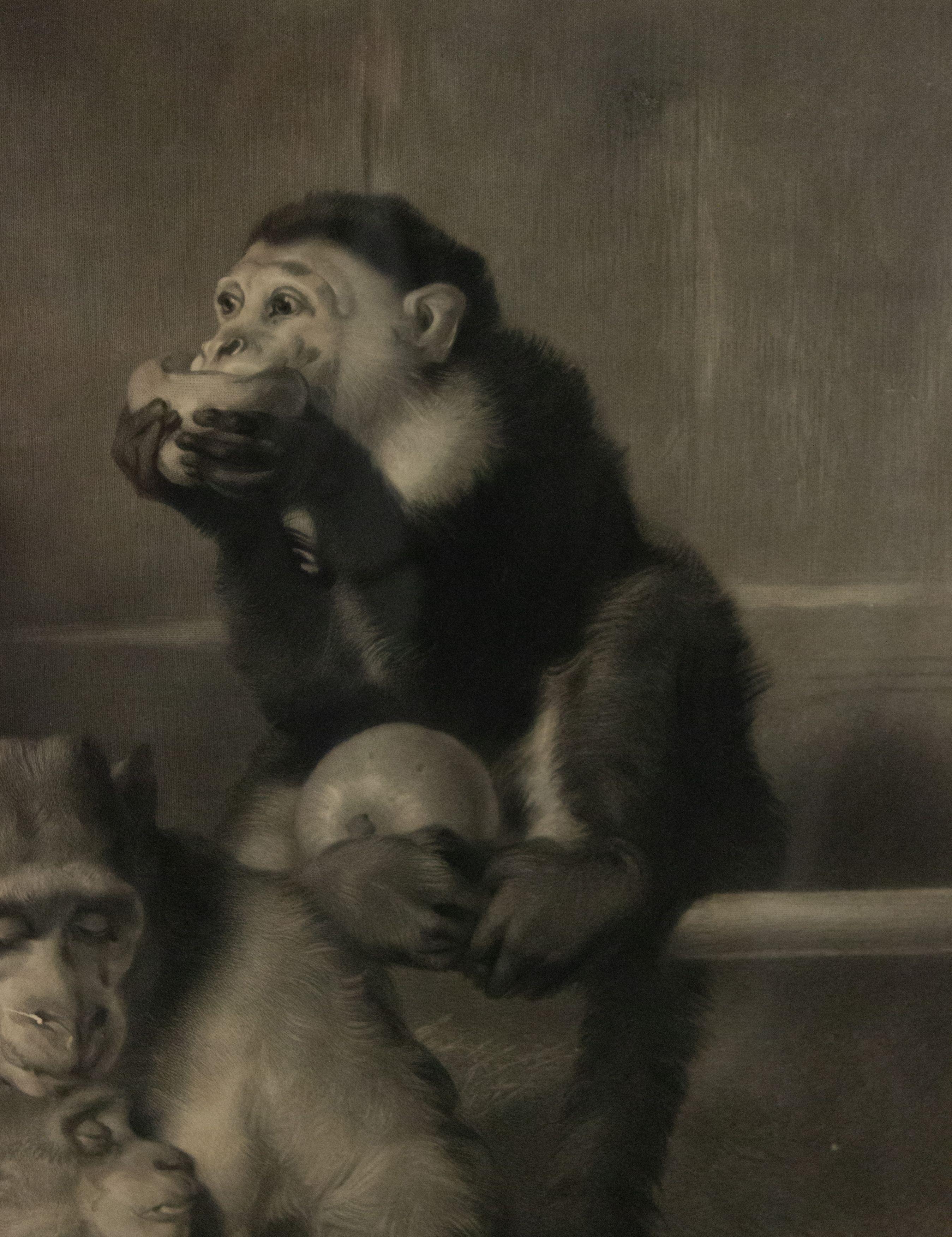 Victorien Lithographie de singes victorienne anglaise de la fin du XIXe siècle en vente