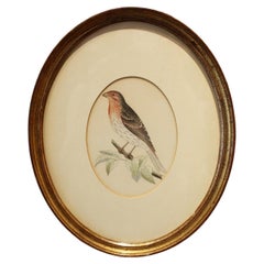 Late 19th Century Finch Bird Print