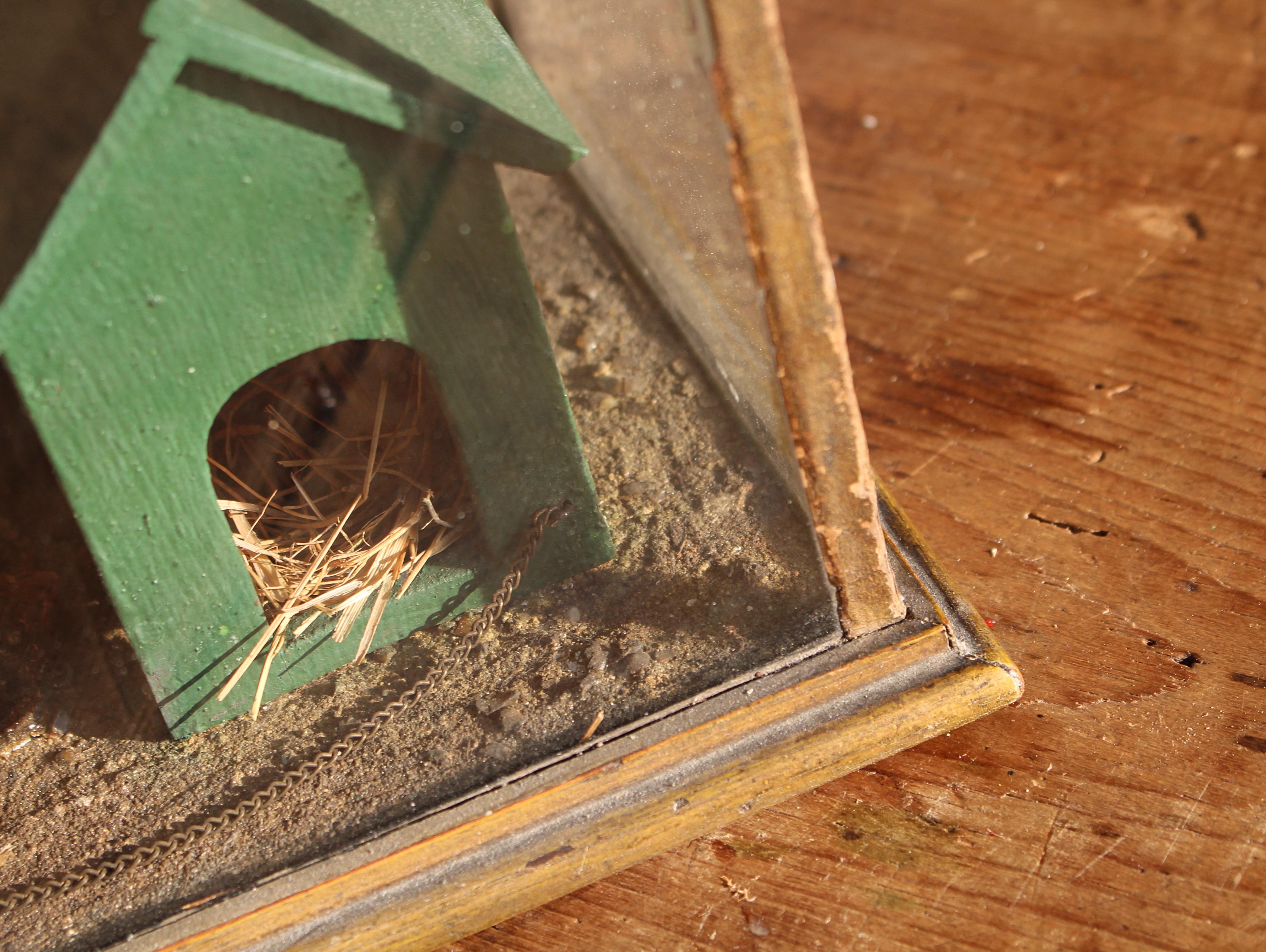Late 19th Century Folk Art Victorian Miniature English Taxidermy Dog For Sale 13