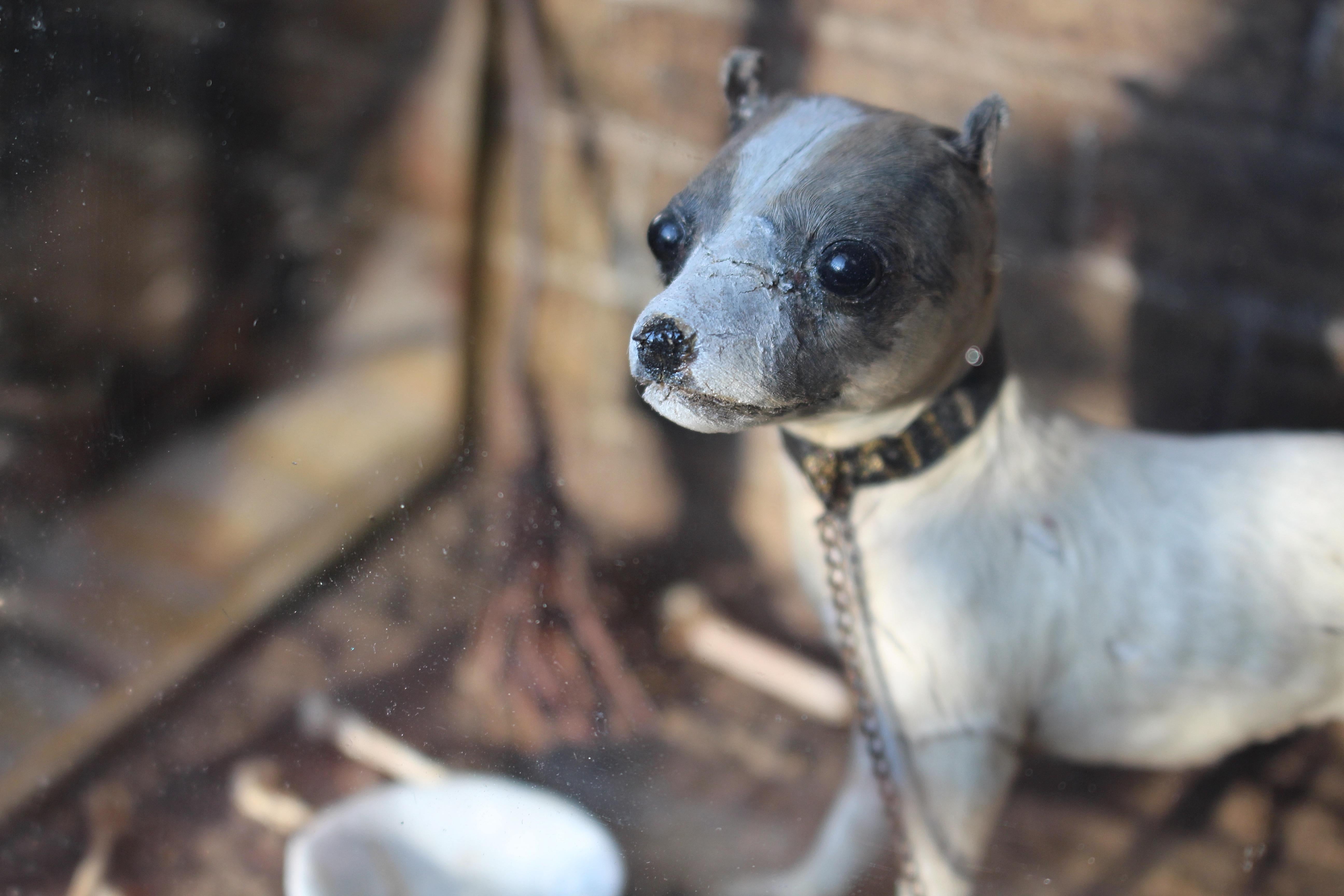 Late 19th Century Folk Art Victorian Miniature English Taxidermy Dog For Sale 1