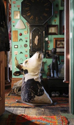 Late 19Th Century Huge Holstein Stud Bull Taxidermy Head Mount Country House