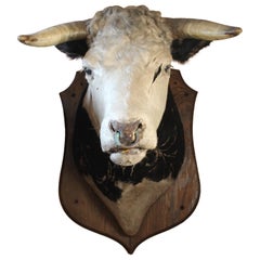 Used Late 19Th Century Huge Holstein Stud Bull Taxidermy Head Mount Country House