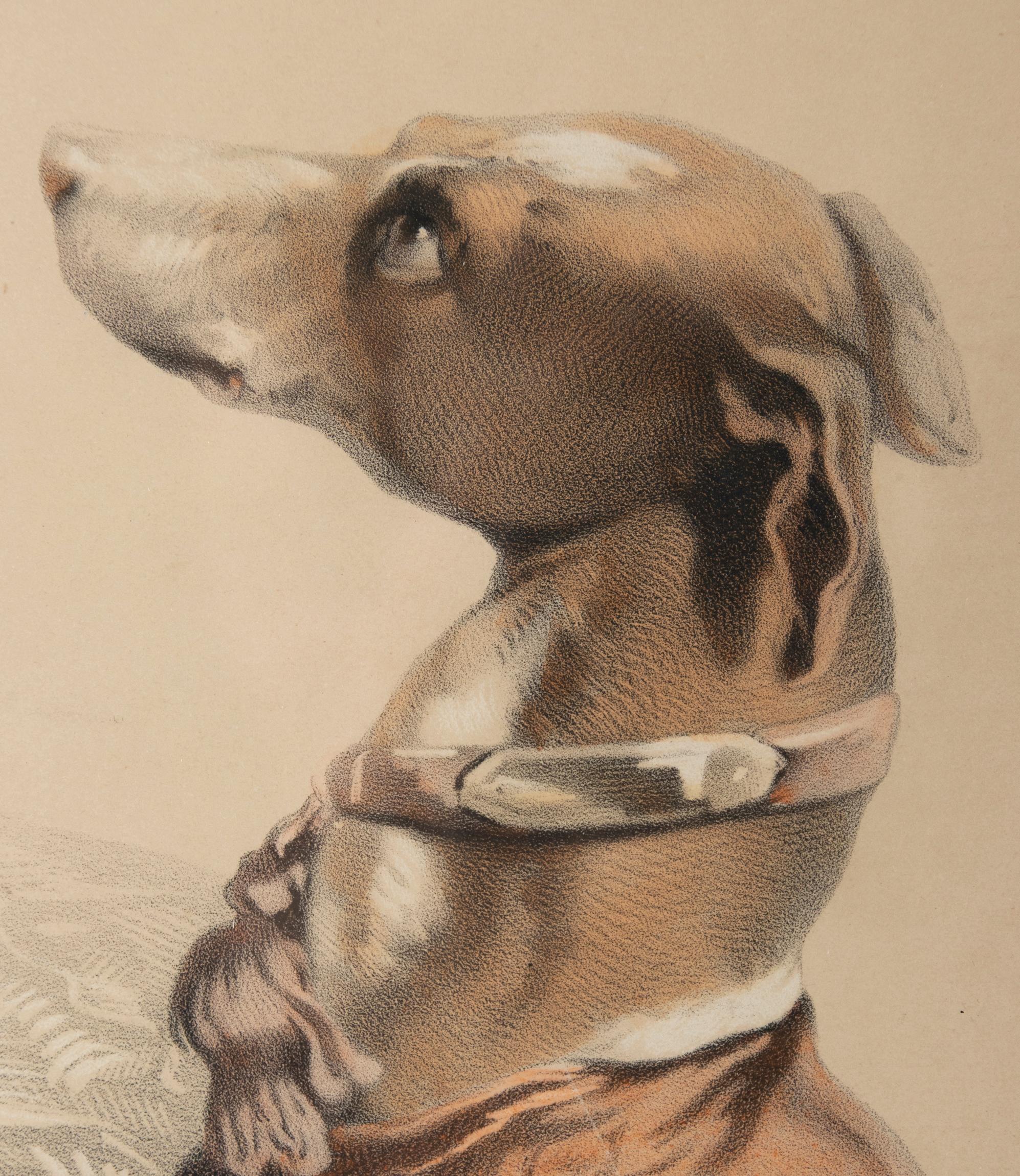 Late 19th Century Lithograph with Dogs, Joséphine Ducollet For Sale 1