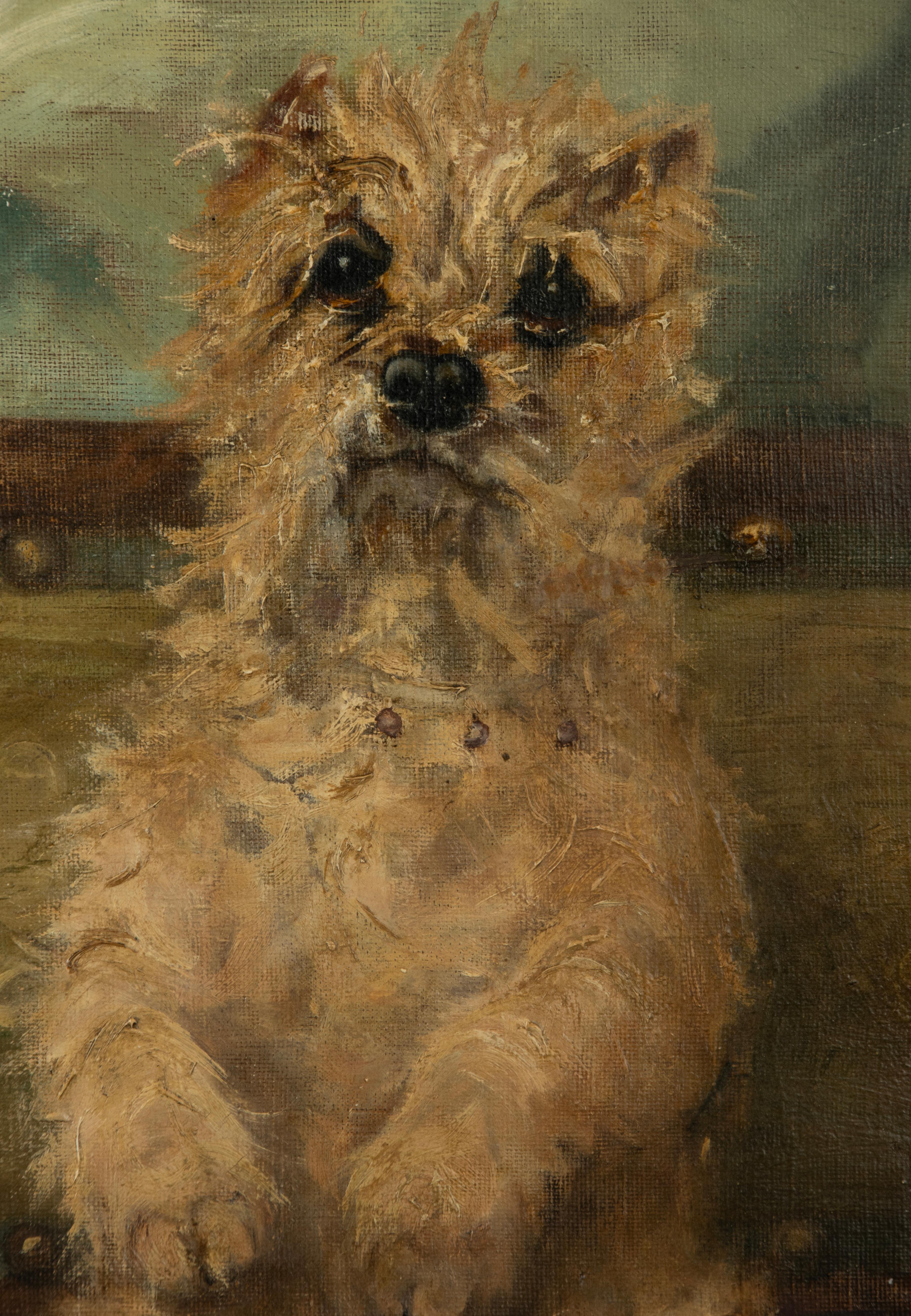 Late 19th Century Oil Painting with a Sitting Cairn Terrier by Albert Toefaert 1