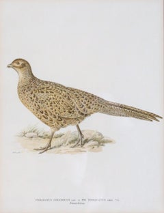 Chromolithographie „Hen Pheasant“ mit Flügeln aus dem späten 19. Jahrhundert von Wrights