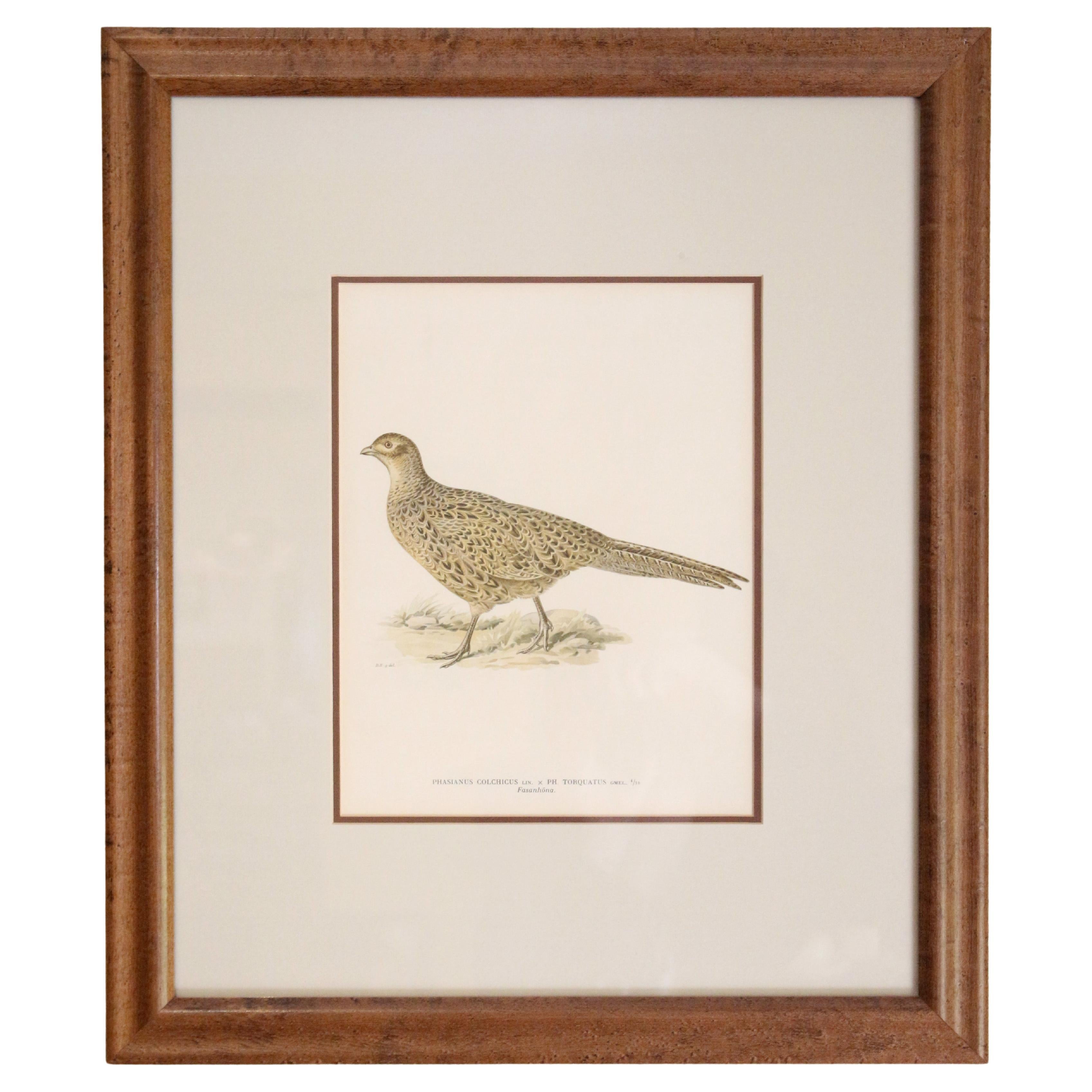 Late 19th Century "Ring-necked Hen Pheasant" Chromolithograph by von Wrights
