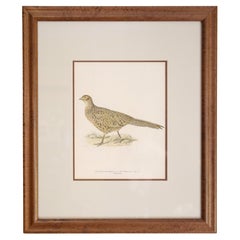 Antique Late 19th Century "Ring-necked Hen Pheasant" Chromolithograph by von Wrights