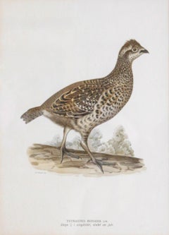 Schwedische Chromolithographie „Die Hazel Grouse“ von M. von Wright, spätes 19. Jahrhundert
