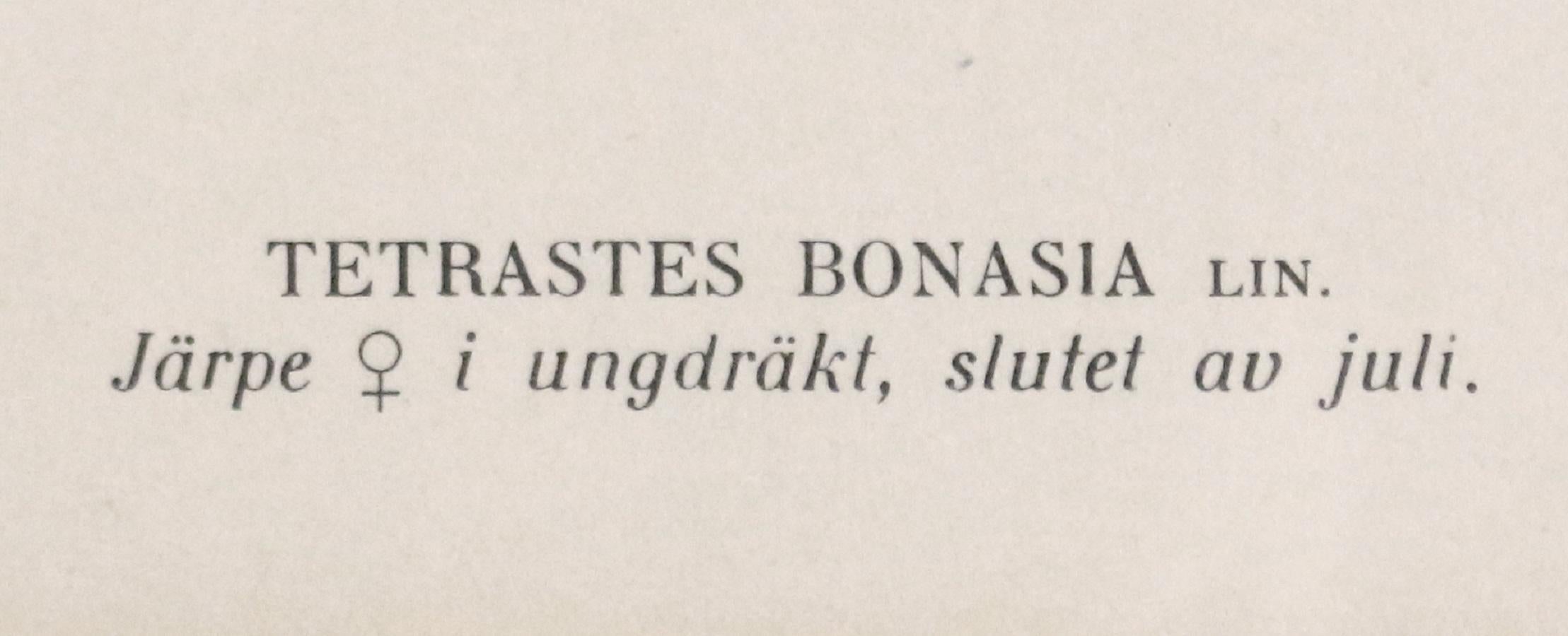 Schwedische Chromolithographie „Die Hazel Grouse“ von M. von Wright, spätes 19. Jahrhundert im Zustand „Gut“ im Angebot in Chapel Hill, NC