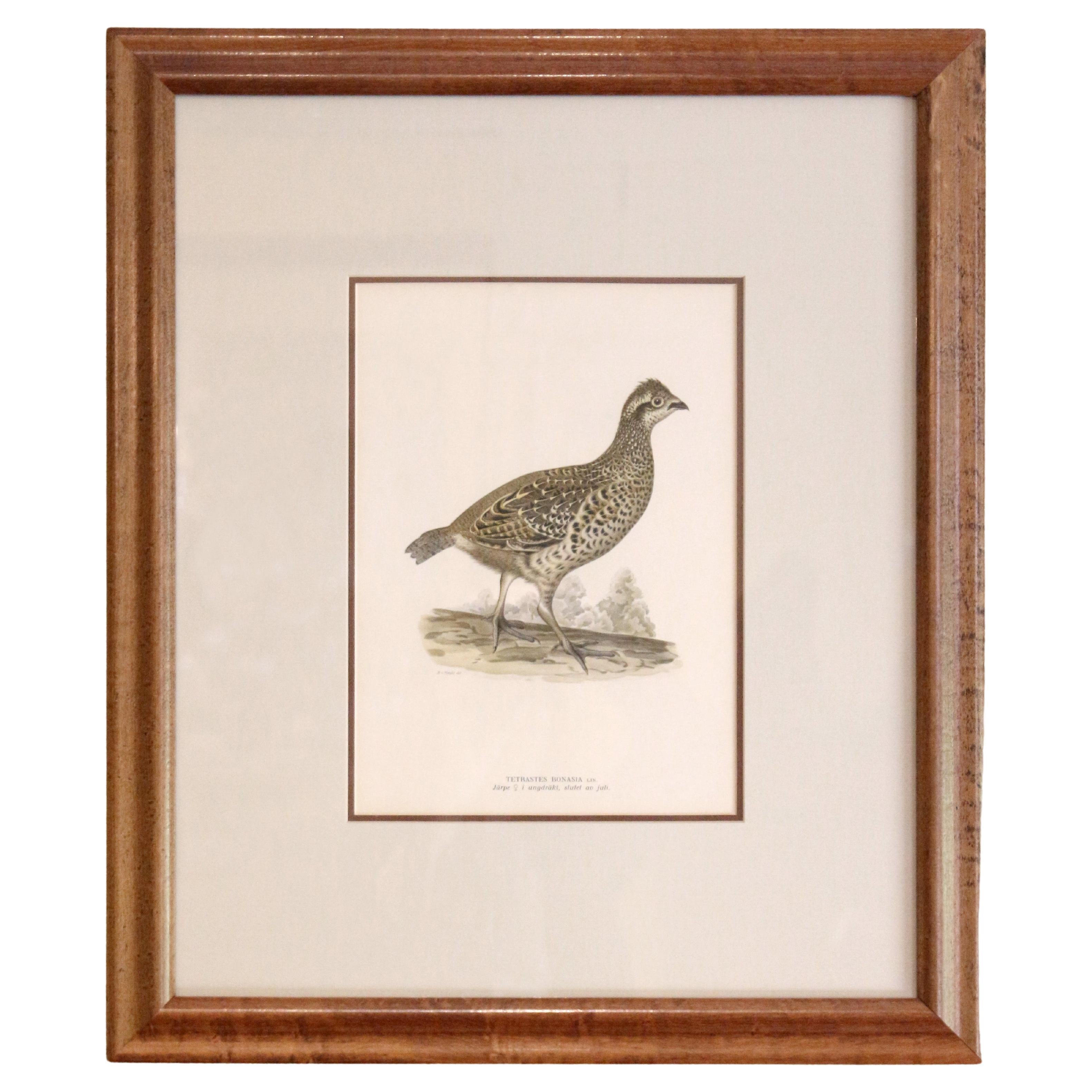 Late 19th Century "The Hazel Grouse" Swedish Chromolithography by M. von Wright