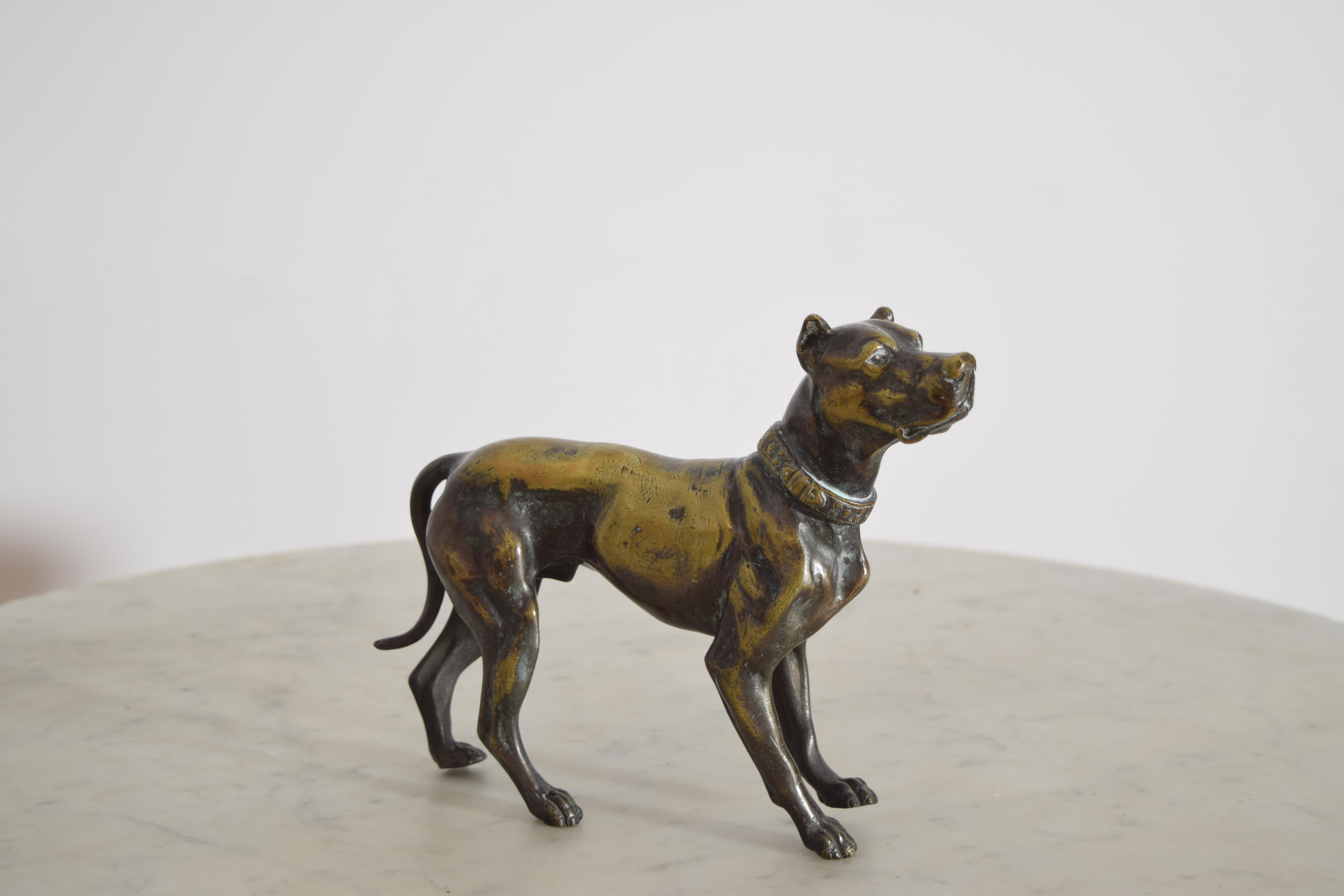 Scultura in bronzo di Vienna Bronze della fine del XIX secolo o dell'inizio del XX secolo raffigurante un cane sveglio che indossa un  colletto con borchie. Splendida fusione, posizione perfettamente catturata del cane, ben nutrito e muscoloso,