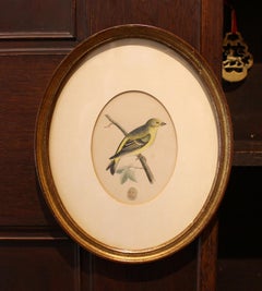 Late 19th Century Warbler Bird Print in Oval Frame