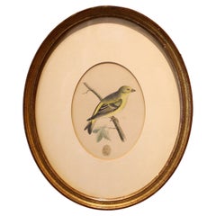 Antique Late 19th Century Warbler Bird Print in Oval Frame