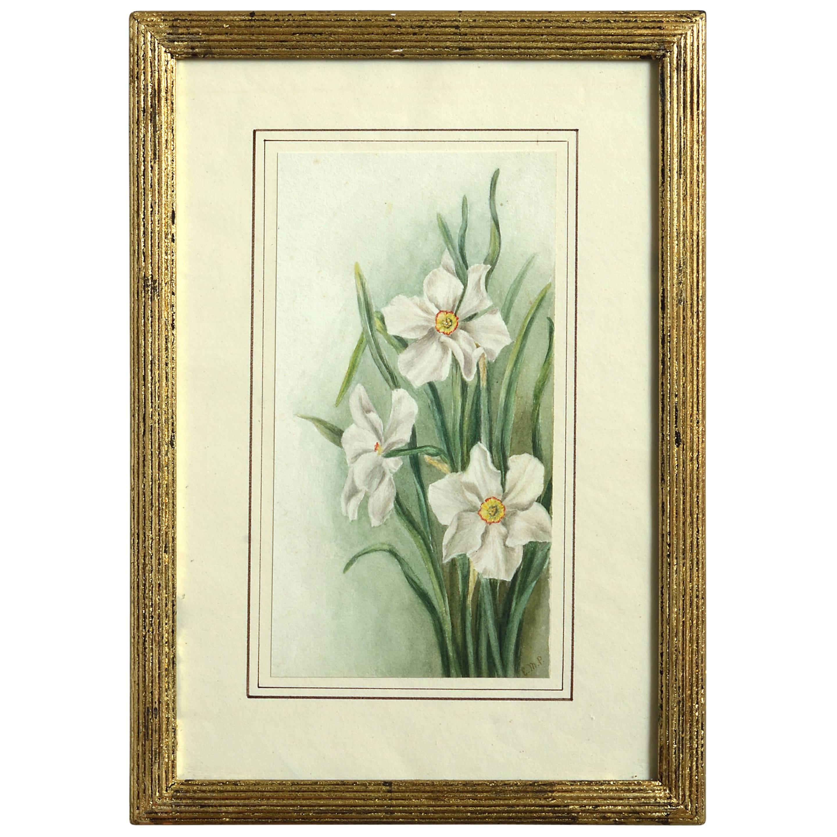 Late 19th Century Watercolor Study of Narcissi