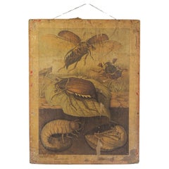 Late 19th Dutch Lithograph School Poster Print by H J van Lummel “The Cockroach"