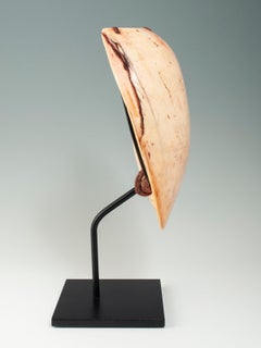 Pectoral de concha de Bailer blanco de finales del XIX-principios del XX, Tierras Altas, Papúa Nueva Guinea