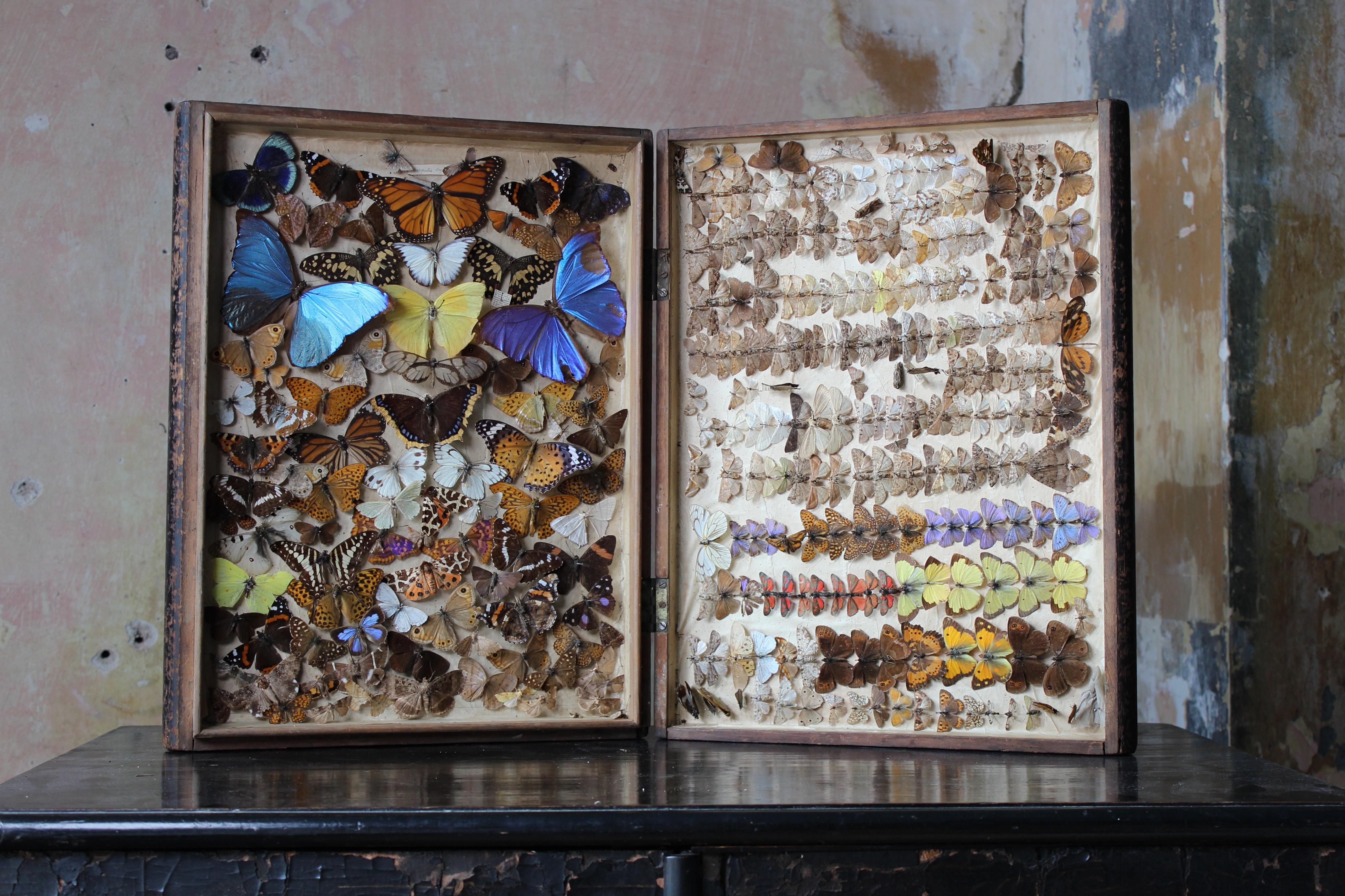 Late 19th to 20th C Zoology Lepidopterist Faux Book Box Specimens Butterfly  12