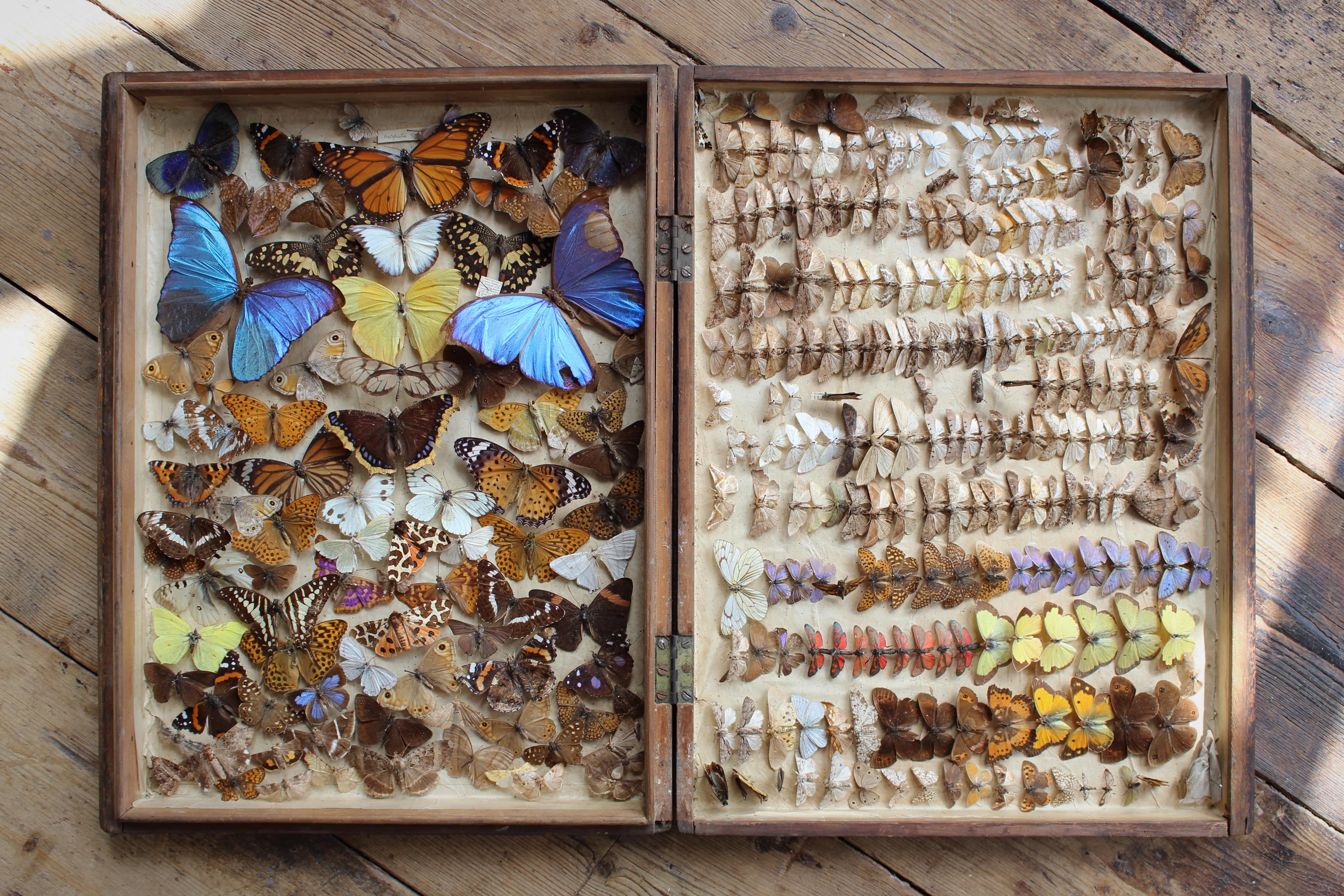 Natural Fiber Late 19th to 20th C Zoology Lepidopterist Faux Book Box Specimens Butterfly 