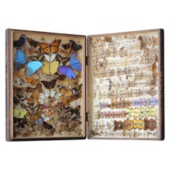 Antique Late 19th to 20th C Zoology Lepidopterist Faux Book Box Specimens Butterfly