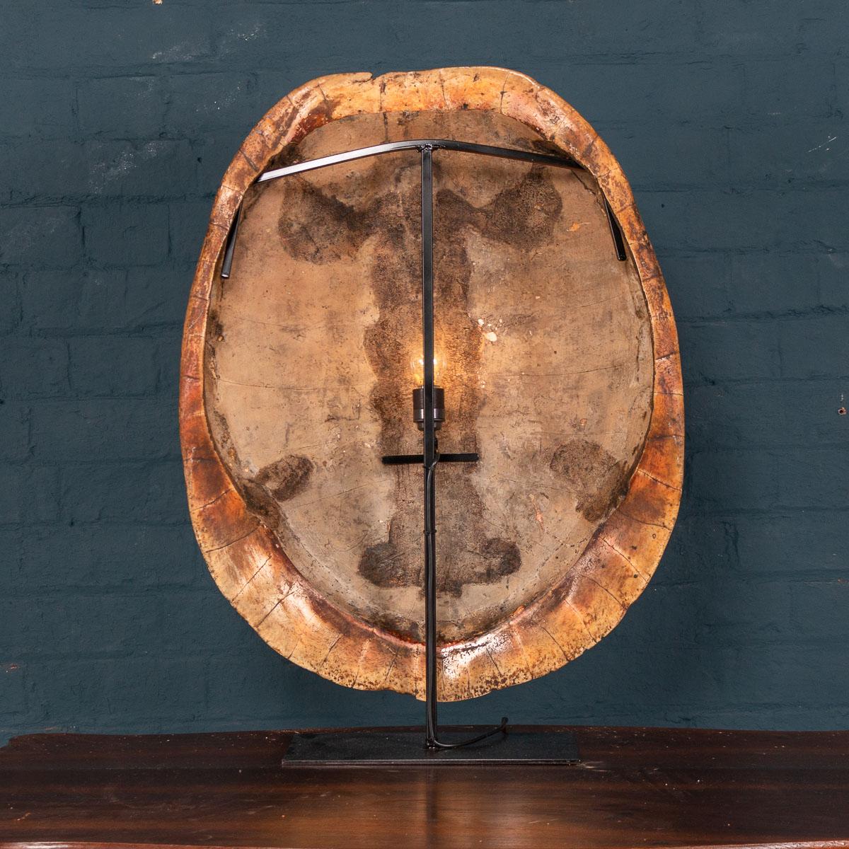 * * *Our company policy is not to ship any taxidermy items to the USA. We apologise from any inconvenience this may cause. * * *

A stunning late 19th century “blond” turtle shell. These turtle shells were South American river turtles and would be
