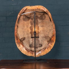 Late 19th Century "Blonde" Turtle Shell, on a Lamp Mounted Stand