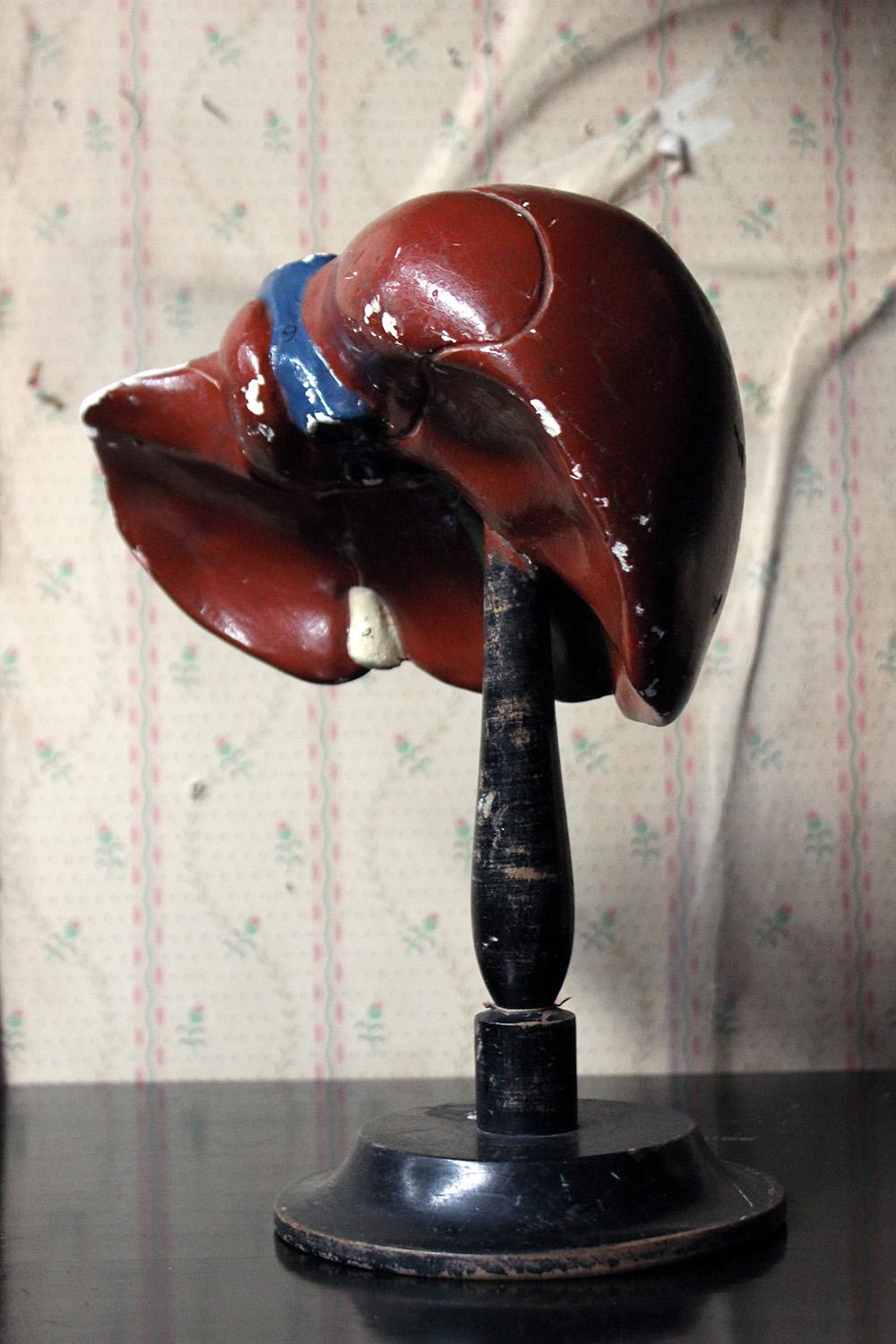 Late 19th Century German Anatomical Model of a Liver on Stand, circa 1890 For Sale 4