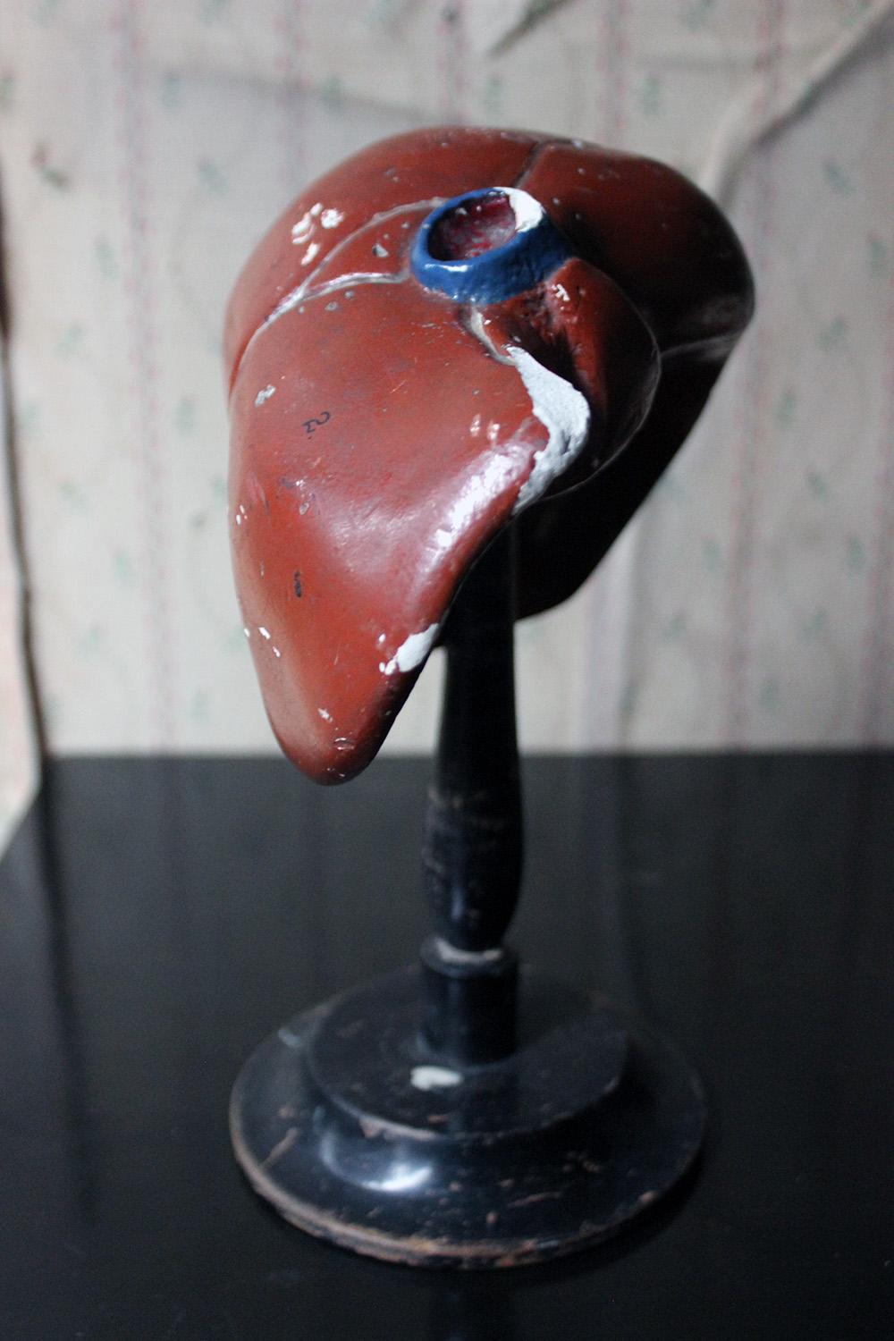 Late 19th Century German Anatomical Model of a Liver on Stand, circa 1890 For Sale 8