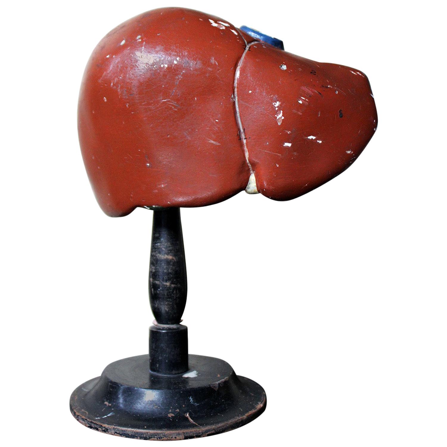 Late 19th Century German Anatomical Model of a Liver on Stand, circa 1890 For Sale