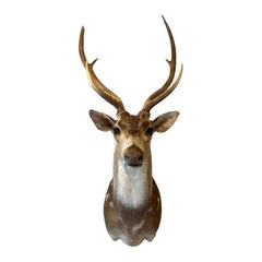 Late 20th Century Axis Deer Chital Spotted Deer Taxidermy Shoulder Mount