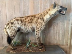 Late 20th-Century Full-Body Spotted Hyena Safari Taxidermy Life-Size Mount