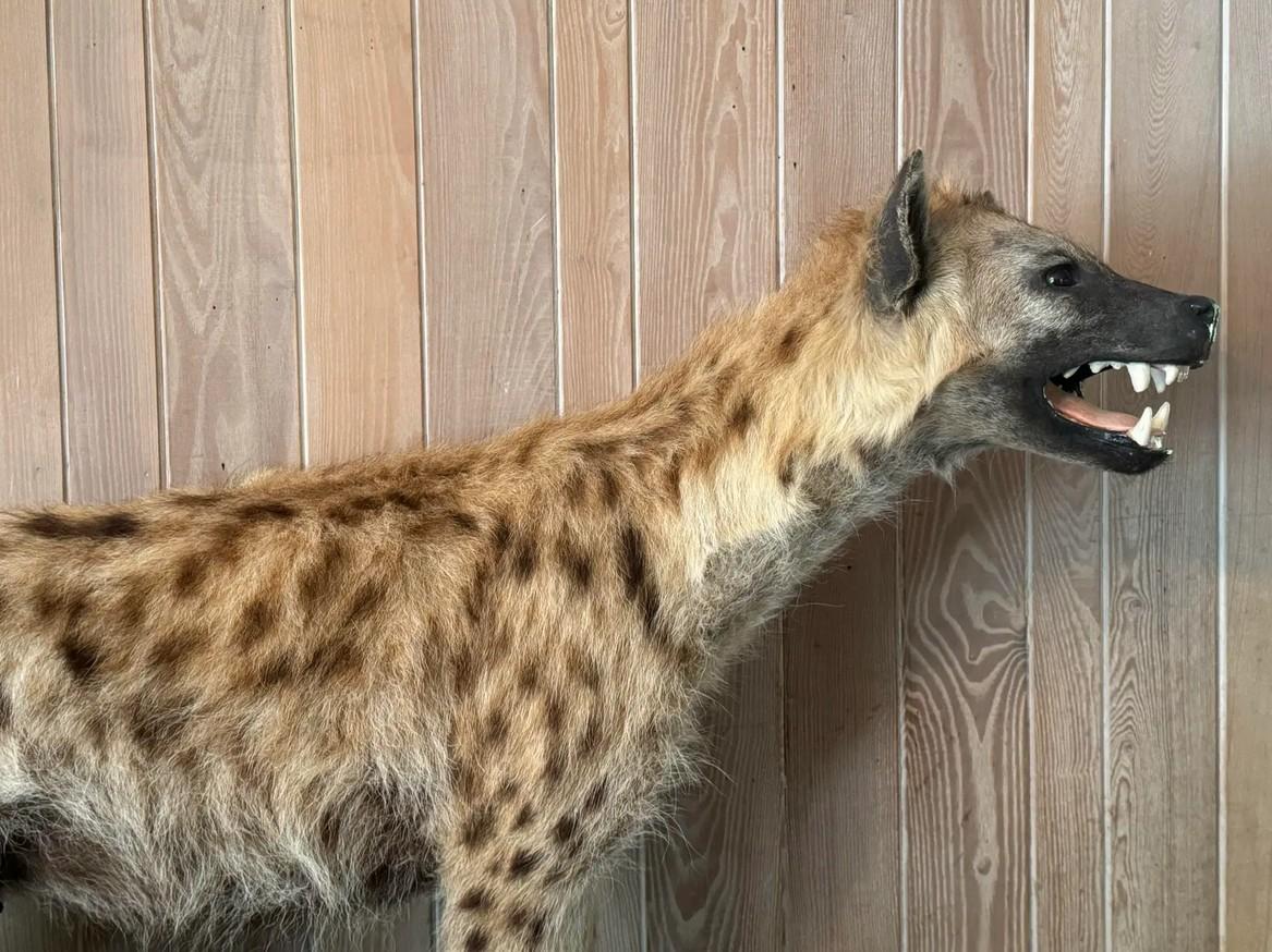 Fatto a mano Tassidermia Safari della iena maculata a corpo intero della fine del XX secolo a grandezza naturale in vendita